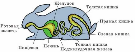 Hogyan táplálkoznak a nyulak otthon, tippek kezdőknek (otthon) Hogyan táplálkoznak a nyulak otthon, tippek kezdőknek