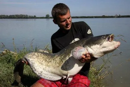 Hogyan lehet elkapni egy nagyon nagy hal, a mester halász (Big Game Fishing) Hogyan lehet elkapni egy nagyon nagy hal, Mester Fisher