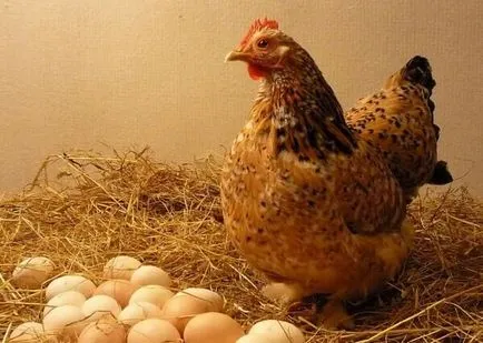Mint egy csirke tojásokat raknak, csirke tojás csapágy folyamat „a” és „z”