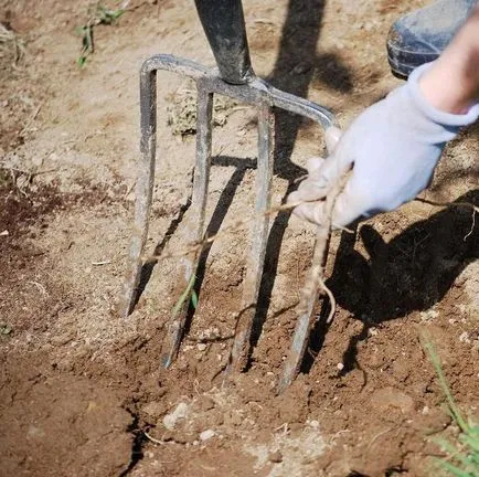 Hogyan lehet megszabadulni a tarackbúza, a kertben és a népi jogorvoslati vegyszerek segítségével (népszerűbb) Hogyan lehet megszabadulni a tarackbúza a kertben népi jogorvoslati és segítségével a kémia
