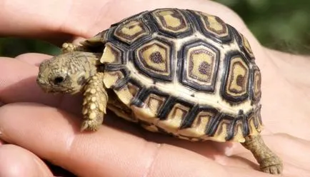 Hogyan kell elnevezni a teknős - az állatvilágban