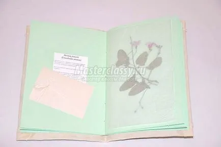 Hogyan készítsünk egy herbáriumi az album (hogyan kell felhívni a herbáriumi) Hogyan készítsünk egy herbáriumi albumban