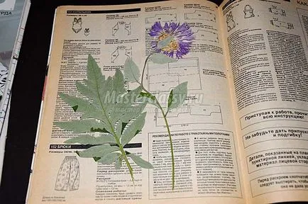 Hogyan készítsünk egy herbáriumi az album (album) Hogyan készítsünk egy herbáriumi albumban