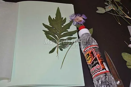Hogyan készítsünk egy herbáriumi az albumban (a kérdés herbáriumi) Hogyan készítsünk egy herbáriumi albumban