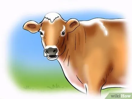 Hogyan állapítható meg, az ivarzás tehén vagy üsző (luteinizáló hormon az agyalapi mirigy) Hogyan állapítható meg, ivarzás tehenek és üszők