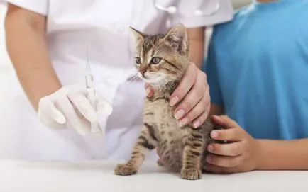 Hogyan készítsünk egy macska egy injekciót izomba és szubkután (do) Hogyan készítsünk egy macska egy injekciót izomba és szubkután