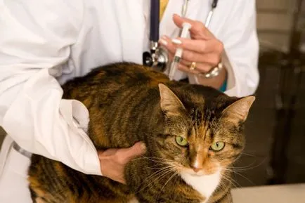 Hogyan készítsünk egy macska egy injekciót izomba és szubkután (cat) Hogyan készítsünk egy macska egy injekciót izomba és szubkután