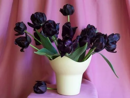 Hogyan növény, és nő a tulipán