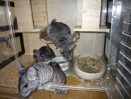 Hogyan felszerelni a ház csincsilla (Chinchilla) Hogyan felszerelni egy otthoni is igaz, hogy a csincsillák