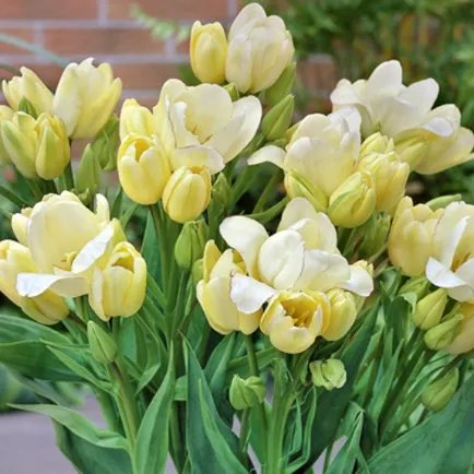 Hogyan növény, és nő a tulipán