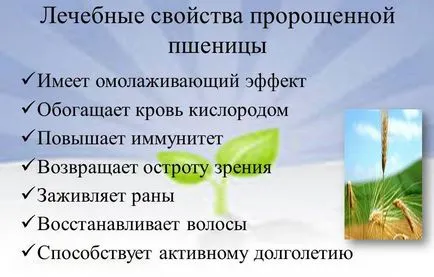Hogyan kihajt búza otthon