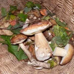 Hogyan, hogy a gyűjtemény a rovarok, anyja puskát