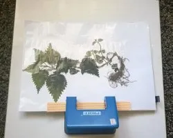 Hogyan készítsünk egy herbáriumi kezüket az iskolában, fotó, videó