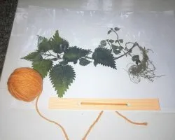 Hogyan készítsünk egy herbáriumi kezüket az iskolában, fotó, videó