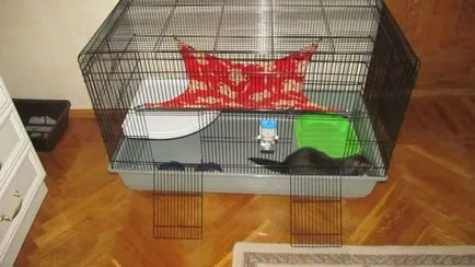 Hogyan készítsünk egy függőágyban a saját kezével egy macska, vadászgörény, csincsilla és patkány