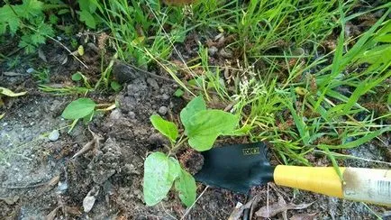 Hogyan készítsünk egy herbáriumi kezüket az iskolában, fotó, videó