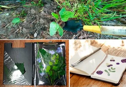 Hogyan készítsünk egy herbáriumi kezüket megfelelően