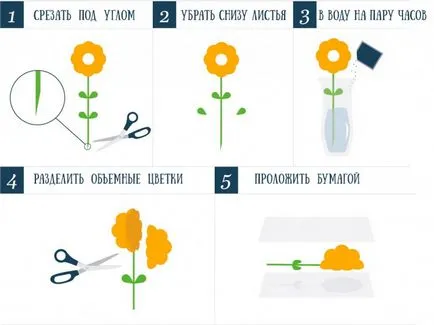 Hogyan készítsünk egy herbáriumi kezüket megfelelően