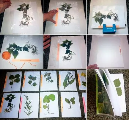 Hogyan készítsünk egy herbáriumi kezüket megfelelően