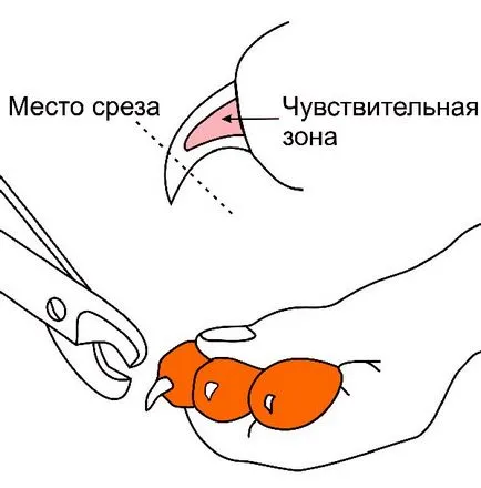 Hogyan lehet csökkenteni a saját macska karmai