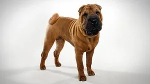 Hogyan kell tartani a Shar-Pei fajta kutya leírás, jellemzők, gondoskodás szabályai (rock) Hogyan kell tartani a kutya Shar-Pei fajta leírását, jellemzőit, gondozás szabályok