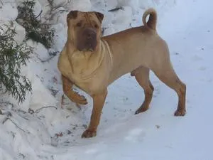 Hogyan kell tartani a Shar-Pei fajta kutya leírás, jellemzők, gondoskodás szabályai (tartalmazza) Hogyan kell tartani a kutya Shar-Pei fajta leírását, jellemzőit, gondozás szabályok