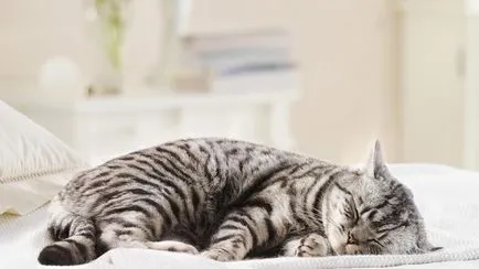 Cat írta nekem
