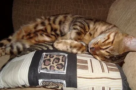 Cat írta nekem