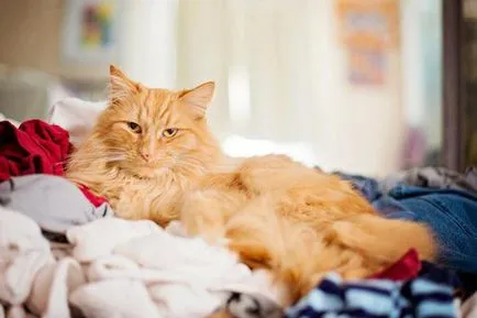 Cat írta nekem