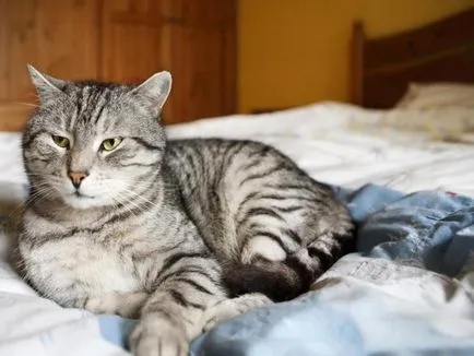 Cat írta nekem