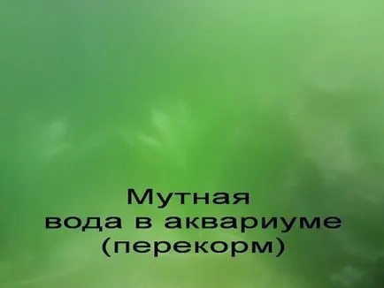 A mi zavaros víz az akváriumban A mi zavaros víz az akváriumban