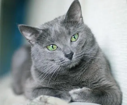 Cat írta nekem