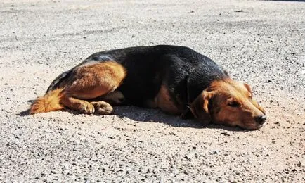 Honnan tudom, hogy a fajta a kutya
