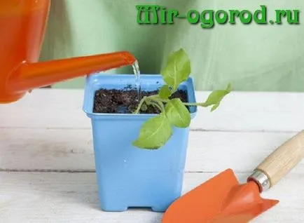 Hogyan törődik petúnia cserépben