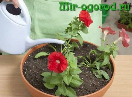 Hogyan törődik petúnia cserépben