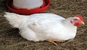 Hogyan növekszik a broiler, és milyen feltételek szükségesek azok karbantartását