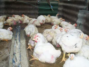 Hogyan növekszik a broiler, és milyen feltételek szükségesek azok karbantartását