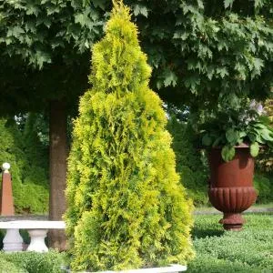Hogyan növekszik egy ötödik az ő dacha