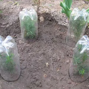 Hogyan növekszik egy ötödik az ő dacha