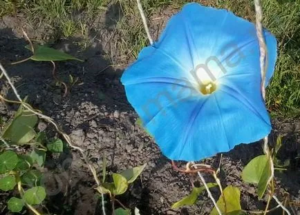 Hogyan növekszik és kobeyu Ipomoea - elővárosi virágágyás (nő) Hogyan növekszik és kobeyu Ipomoea - nyaraló virágoskert