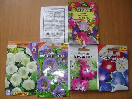 Hogyan növekszik és kobeyu Ipomoea - nyaraló virágoskert (kobeyu) Hogyan növekszik és kobeyu Ipomoea - nyaraló virágoskert