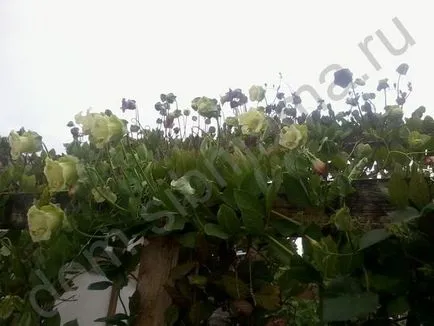 Hogyan növekszik és kobeyu Ipomoea - ünnep virág (Ipomoea) Hogyan növekszik és kobeyu Ipomoea - nyaraló virágoskert