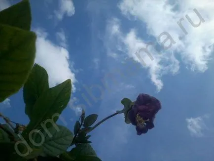 Hogyan növekszik és kobeyu Ipomoea - ünnep virág (Ipomoea) Hogyan növekszik és kobeyu Ipomoea - nyaraló virágoskert
