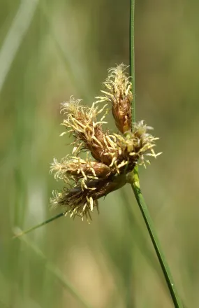 Bulrush - nemzetség vízi növények a családban Cyperaceae (sások) Bulrush - nemzetség vízi növények a családban Cyperaceae