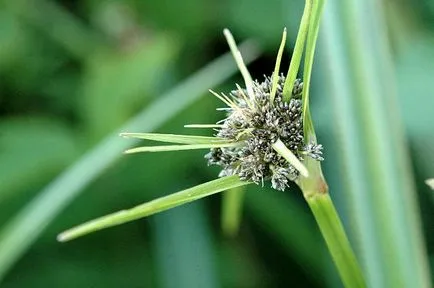 Bulrush - nemzetség, a család Cyperaceae vízinövények (növény) Bulrush - nemzetség vízi növények a családban Cyperaceae