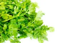 Cilantro - hasznos tulajdonságokat és ellenjavallatok