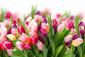Amikor ez a legjobb a transzplantáció tulipán a tavaszi és őszi