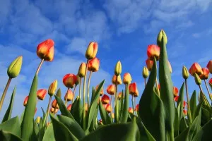 Mikor és hogyan kell ültetni tulipán