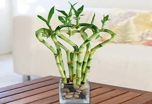 Cserepes bambusz - különösen a termesztés hazai és a megfelelő ellátás (bambusz houseplant ellátás fotó) Cserepes bambusz - különösen a termesztés hazai és a megfelelő ellátás