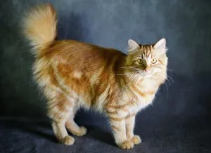 Bobtail macska fajta fajták és leírások